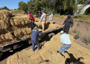 600 fardos llegan a comunas de Ñuble para asegurar alimentación animal tras incendios forestales