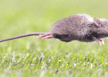 Vecina de Coelemu falleció por contagio de Hantavirus: Es el cuarto caso en Ñuble este año 2026